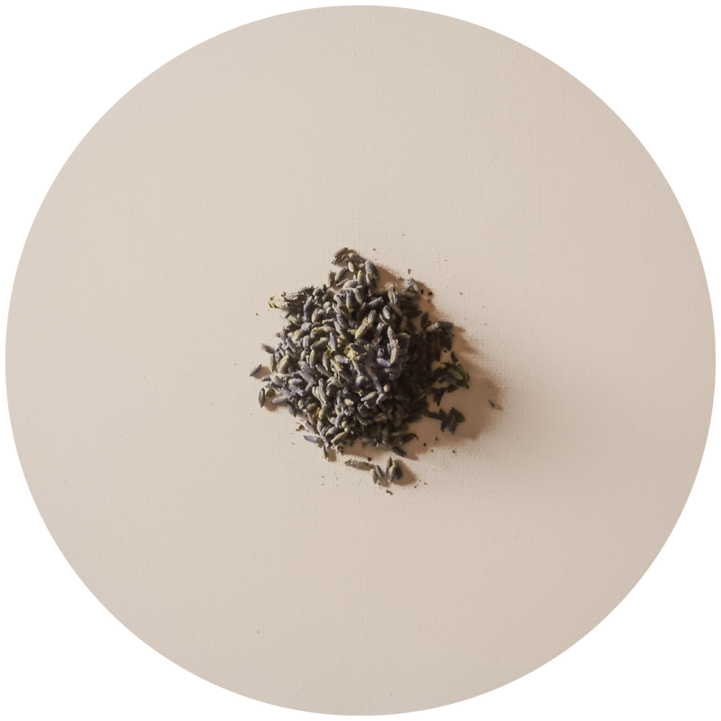 Lavanda